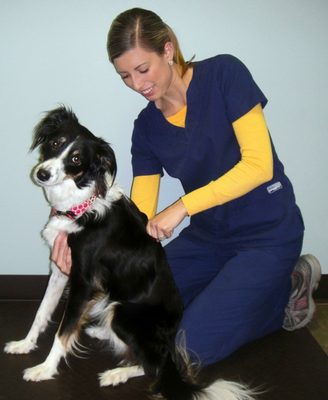 Lolo enjoying a chiropractic treatment with Dr.O'Connor.