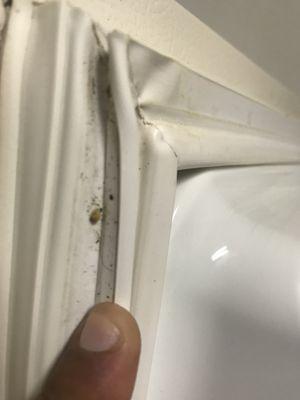 Roach eggs inside fridge door