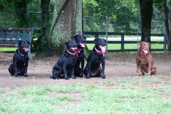 Canine Country Club