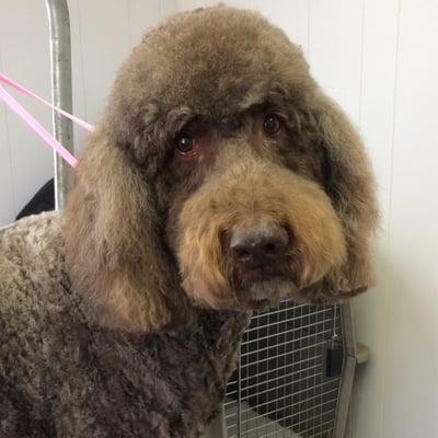 Handsome Labradoodle!