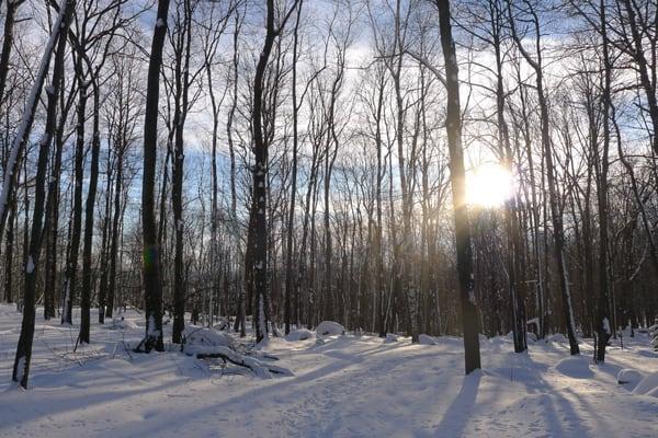 rib mountain state park during the winter. the hiking trails are covered but still visible from the traffic of hikers.