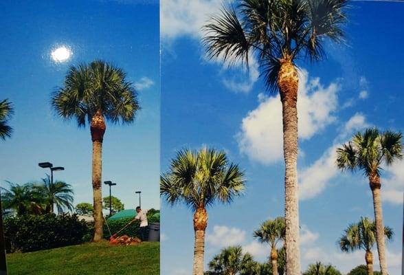 Tropical Palms Tree Trimming