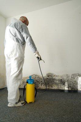 Mold Removal in Seattle Wa