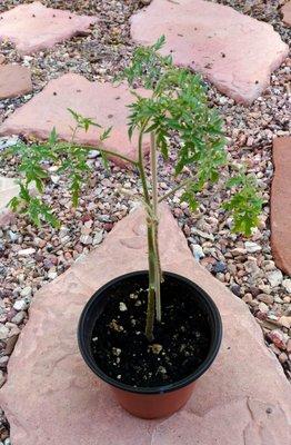 Tomato plants - best selection to our climate (available only seasonal)