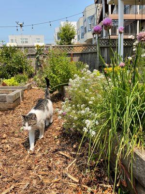 Freshly mulched paths with my cat hanging out on top