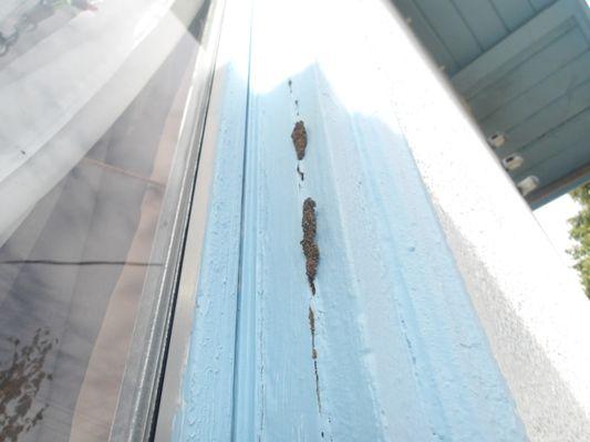 Subterranean termite infestation on this window sill.