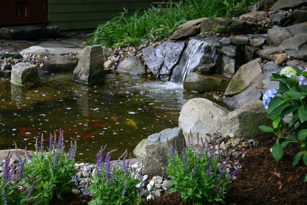 Koi Pond