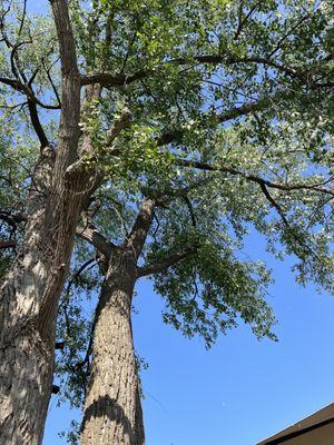 More of the cottonwood tree