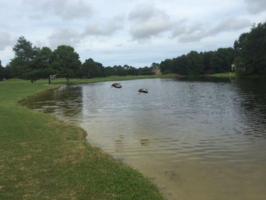 Ducks at hole #7.