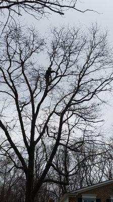 Tree trim