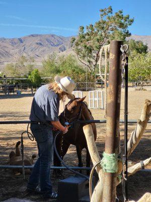 Laughing Stockfarms Horse Sanctuary