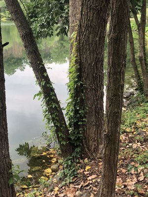 Invasive Virginia creeper invading our community's trees - no action by Brightview