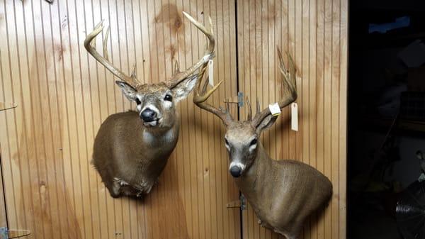 Lake Erie Taxidermy