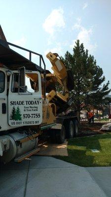 Shade Today Tree Moving