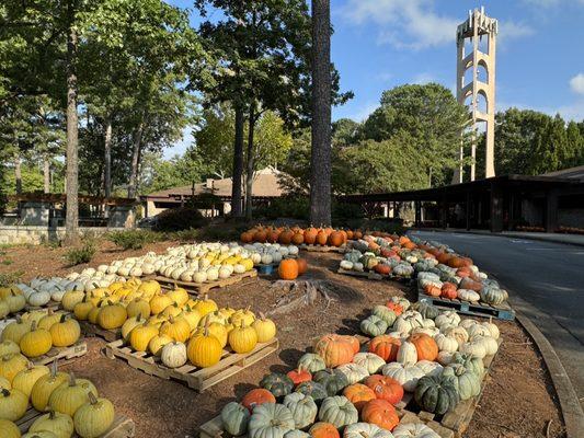 The yearly Pumpkin Patch put on by the Knights of Columbus