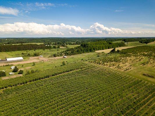 MetroUAV Aerial Photography of an apple orchard in Michigan