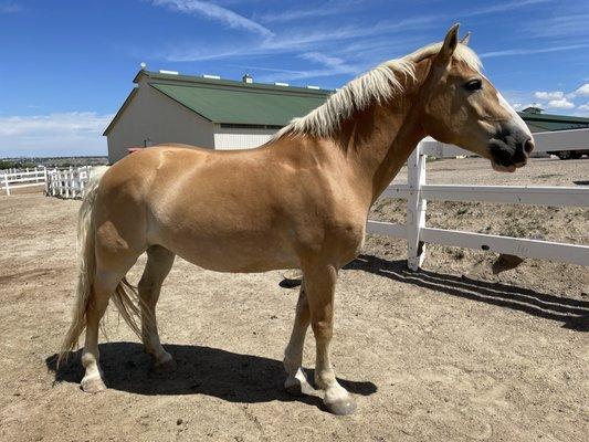 Littleton Equine Medical Center