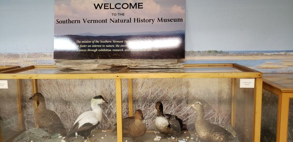 Southern Vermont Natural History Museum