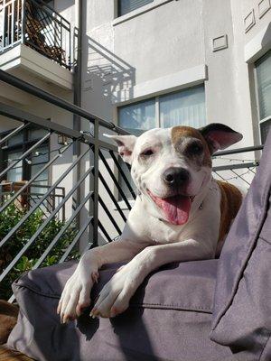 All smiles sunbathing after a walk.