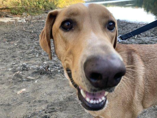 Colby even had a neighbor friend at the shelter who would take him for walks!