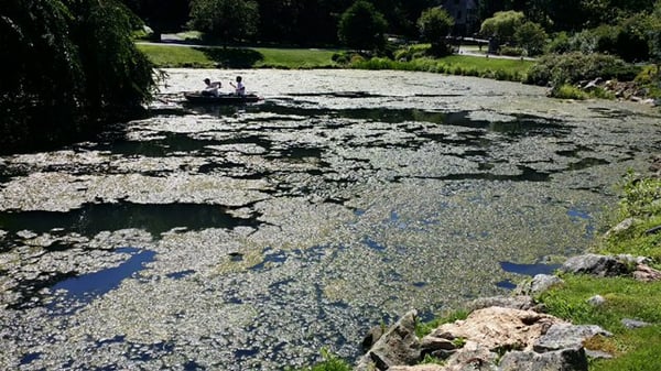 Pond Before Natural Clearing & Enzyme Treatment