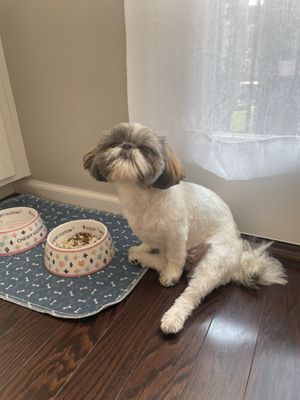 This is Lilly the day of her grooming.  Note she can't sit down and her little innocent face says it all.