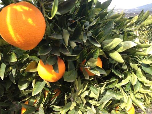 delicious Ojai oranges