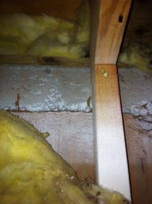 Termite Tubes in basement and garage wall