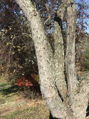 Silver Maple 11/19/2016