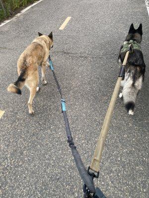 Just wanted to show off our growing family and how dog-friendly the trail is. There's poo bag stations and everything!