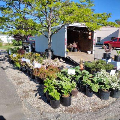 LTLM Gardens at the plant sale - landscape stock. Beautiful greenery