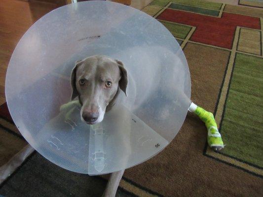 Smokey Blue has a date with Dr. Jaclyn Rumpf on Friday, yea!  It's Friday and the cast is off and his paw is healed, thanks again Dr. Rumpf.