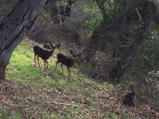 Friendly deer at Ventana