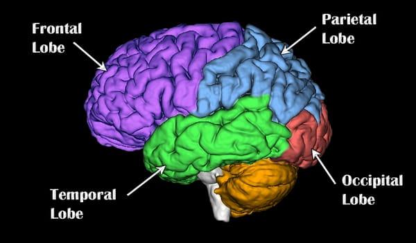 Brain 4 lobes