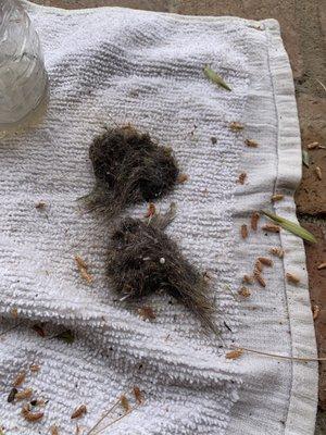 Dirty water & dust/dog hair & dirt from my carpets. Gross!!