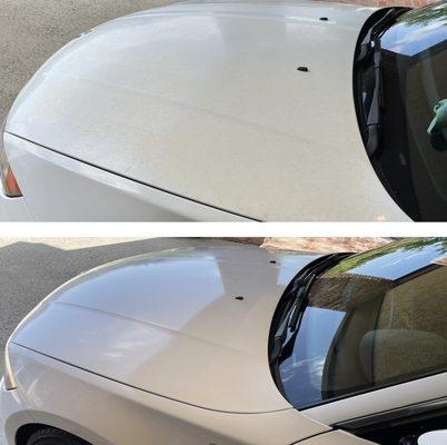 BMW Convertible (wrapped). Before and after heavy oxidation/ sap stain removal.