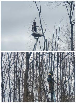 Taking down some precariously leaning trees to save power lines and our house!