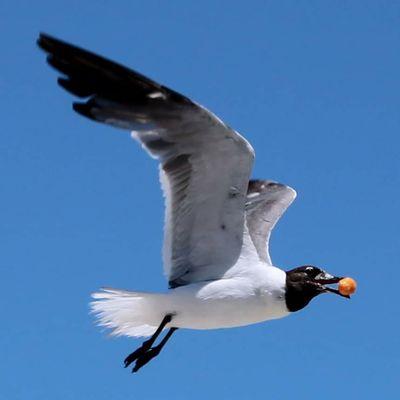 Seagull with a cheeseball