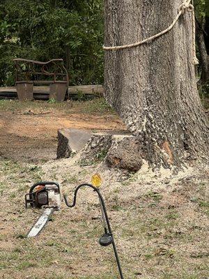 This was a massive tree, took it down with No issue.