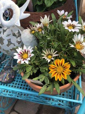 Gazanias grow prolifically in Maggie's 200+ flowering garden