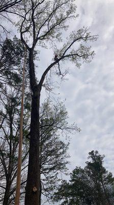 Tree trimming