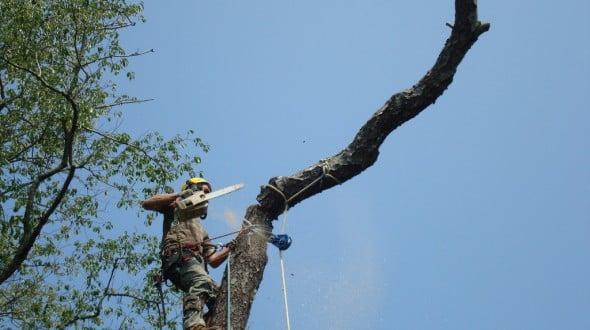 Tree Removal, Austin TX, Texas Tree Service, Tree Trimming