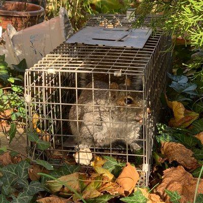 10 squirrels captured during a pandemic Thanksgiving by Luke.