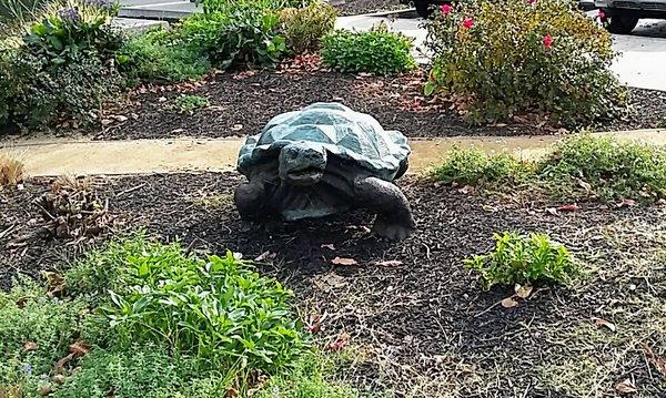 What is it with Dublin and turtle statues?