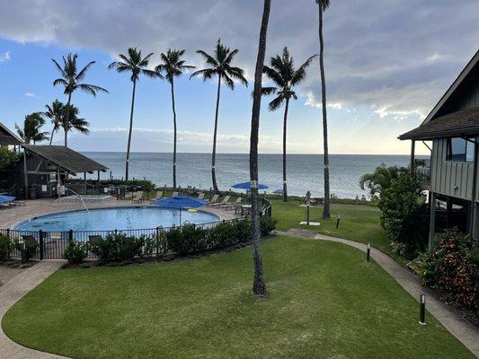 Pool, beach palm trees