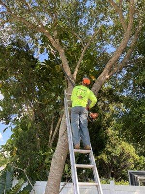 Tree trimming