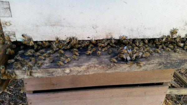 Three Brothers Bee Removal