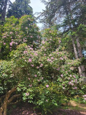 Lots of large rhodies in the garden