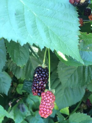 Humongous blackberries