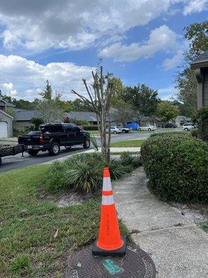 Trimmed crepe myrtle